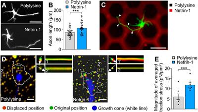 Adhesion-clutch between DCC and netrin-1 mediates netrin-1–induced axonal haptotaxis